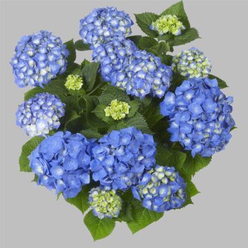 Ball-Hortensie (Hydrangea macrophylla) Bela®
