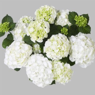 Ball-Hortensie (Hydrangea macrophylla) Clarissa(s)