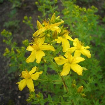 Echtes Johanniskraut (Hypericum perforatum ) Topas