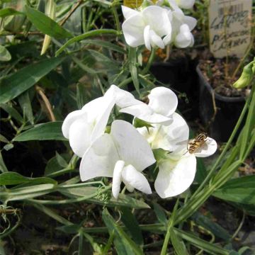 Staudenwicke (Lathyrus latifolius) weiß