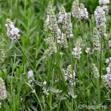 Lavendel (Lavandula angustifolia ) Edelweiß