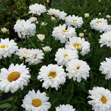 Gefüllte Sommermargerite (Leucanthemum x superbum ) Victorian Secret 