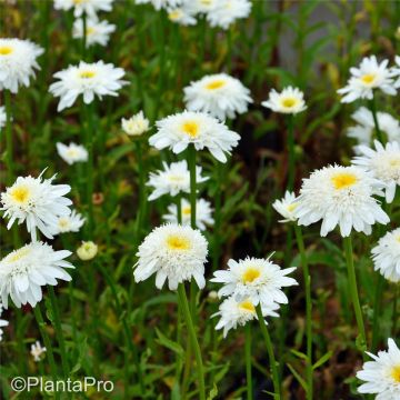 Gefüllte Sommermargerite (Leucanthemum superbum) Stina
