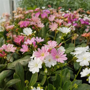 Bitterwurz (Lewisia cotyledon ) 