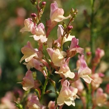 Hohes Leinkraut (Linaria hybride) Peachy