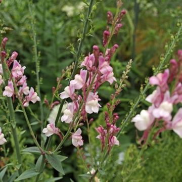 Hohes Leinkraut (Linaria purpurea) Dial Park
