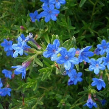 Steinsame (Lithodora diffusa) Heavenly Blue