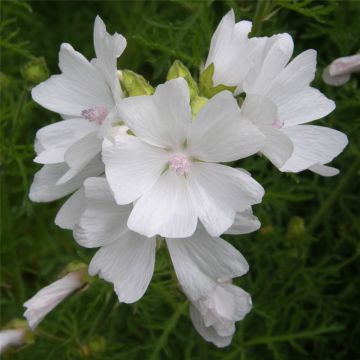 Moschus-Malve (Malva moschata) Alba