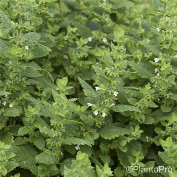 Zitronenmelisse (Melissa officinalis) 