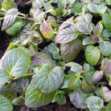 Weinminze  (Mentha piperita species ) Nepetoides 