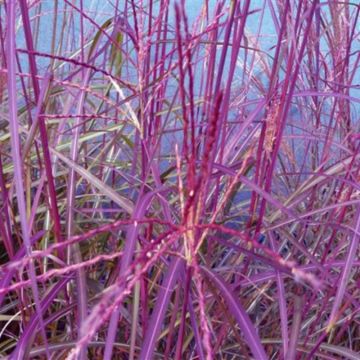 Chinaschilf (Miscanthus sinensis ) Purple Fall