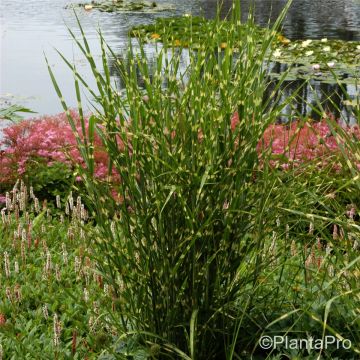 Zebraschilf (Miscanthus sinensis) ZEBRINUS