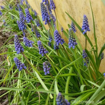 Kleine Traubenhyazinthe (Muscari botryoides) 