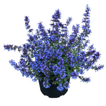 Katzenminze (Nepeta hybride) Purrsian Blue