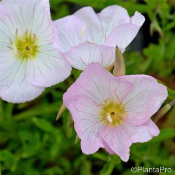 Schnee-Nachtkerze (Oenothera speciosa) Pink Petticoats