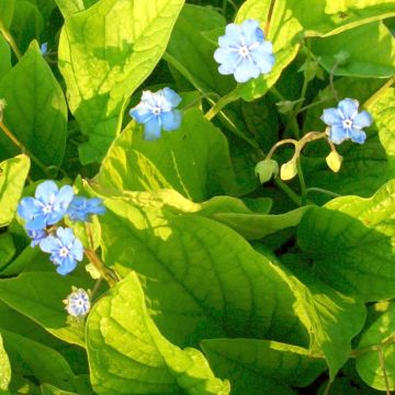 Gedenkemein (Omphalodes verna ) Elfenauge