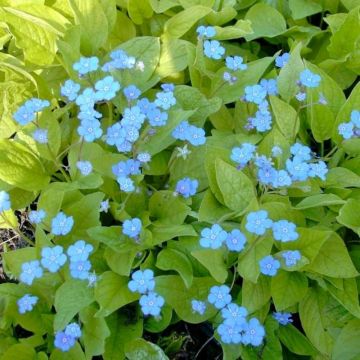 Gedenkemein (Omphalodes verna ) Elfenauge
