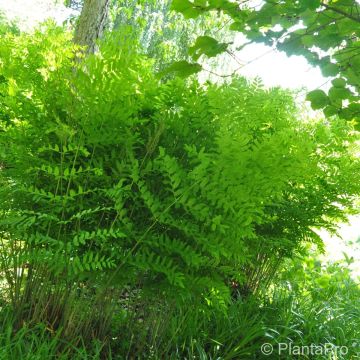 Purpur-Königsfarn (Osmunda regalis) Purpurescens