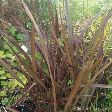Neuseeland-Flachs (Phormium tenax) 