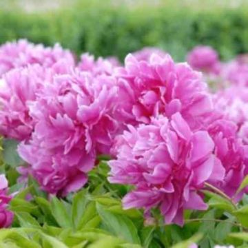 Bauernrose (Paeonia officinalis) rosa