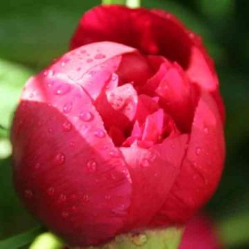 Bauernrose (Paeonia officinalis) rot
