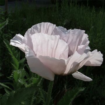 Türkischer Mohn (Papaver orientale ) Royal Wedding