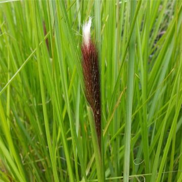 Lampenputzergras (Pennisetum alopecuroides ) Moundry