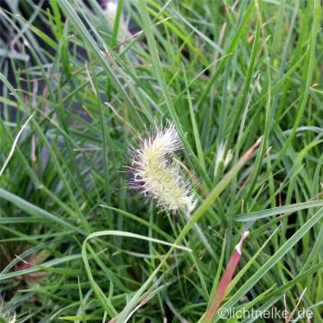Zwerg-Lampenputzergras (Pennisetum alopecuroides) Little Honey