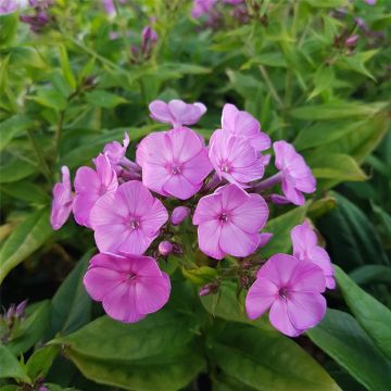 Flammenblume (Phlox) Famous Light Purple