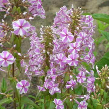 Flammenblume (Phlox maculata) Natascha