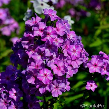 Flammenblume (Phlox paniculata) Amethyst