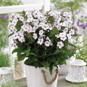 Flammenblume (Phlox) Famous 'White Eye'