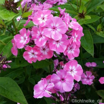 Flammenblume (Phlox paniculata) FLAME PINK EYE