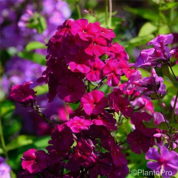 Flammenblume (Phlox paniculata) Kirchenfürst