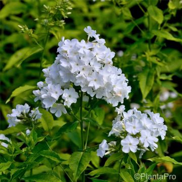 Flammenblume (Phlox paniculata) Rembrandt