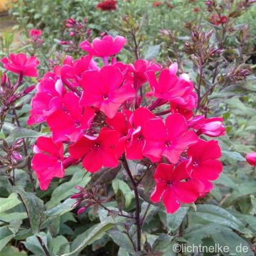 Flammenblume (Phlox paniculata) Starfire