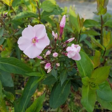Flammenblume (Phlox paniculata) Sweet Summer Sensation®
