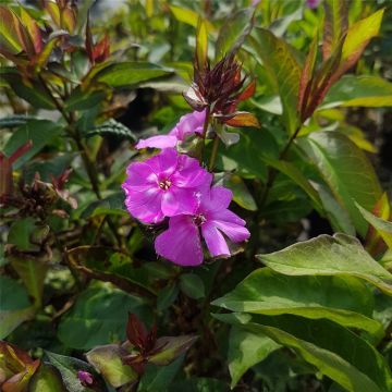 Flammenblume (Phlox paniculata) Sweet Summer Temptation®