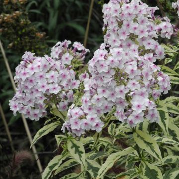 Panaschierte Flammenblume (Phlox paniculata) Creme de Menthe