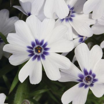 Polsterphlox (Phlox subulata) Bavaria