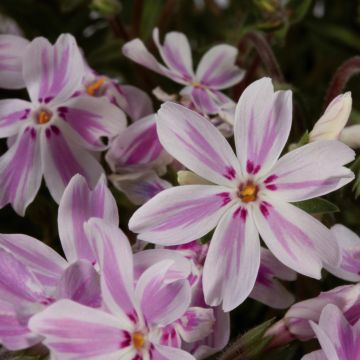 Polsterphlox (Phlox subulata) Kimono Pink-White