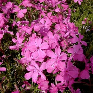 Polsterphlox (Phlox subulata ) McDaniels Cusion