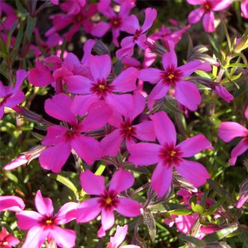 Polsterphlox (Phlox subulata) Scarlet Flame