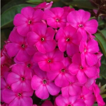 Flammenblume (Phlox paniculata ) Border Gem 