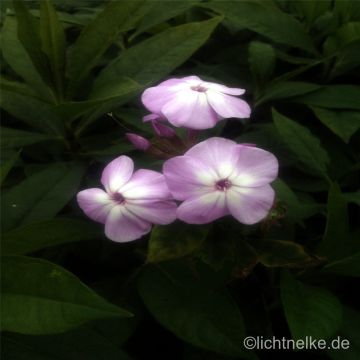 Flammenblume (Phlox paniculata) David's Lavender