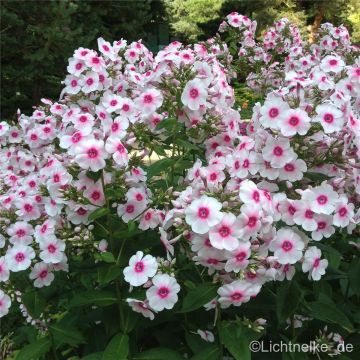 Flammenblume (Phlox paniculata) KIRMESLÄNDER 