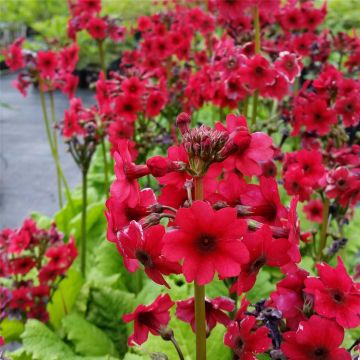 Japanische Etagenprimel  (Primula japonica ) Millers Crimson 