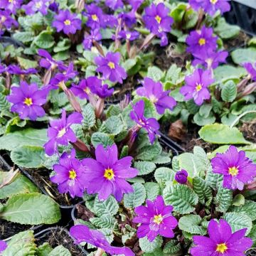 Bergprimel / Teppichprimel  (Primula x pruhoniciana) Wanda