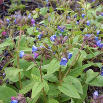 Lungenkraut (Pulmonaria angustifolia) 