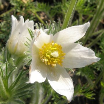 Küchenschelle (Pulsatilla vulgaris) Weiße Glocke